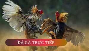 Cách Chơi Đá Gà GA28 Tại Go88 Chi Tiết Cho Người Mới