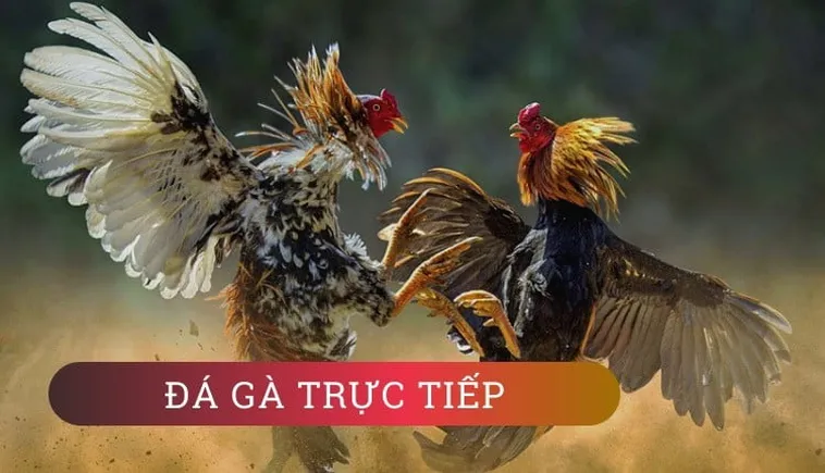 Cách Chơi Đá Gà GA28 Tại Go88 Chi Tiết Cho Người Mới